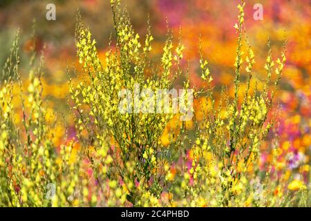 Pastellfarben Sommerwiese Wildblume Gartenblumen Gelb Snapdragon Antirrhinum majus Wildblumen Juni Pflanzen blühend schöne bunte Szene Stockfoto