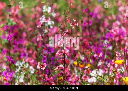 Lila Wiese in voller Blüte Clarkia Stockfoto