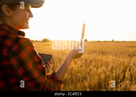 Eine Bäuerin steht bei Sonnenuntergang auf einem landwirtschaftlichen Feld und schaut auf eine Ähre. Stockfoto
