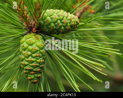 Junge grüne Zapfen auf einem Ast einer japanischen roten Kiefer, Pinus densiflora Stockfoto