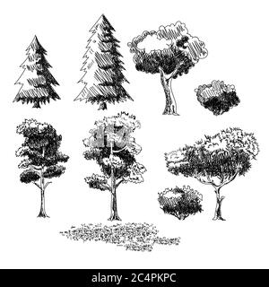Set von Skizzen verschiedener Pflanzen, Bäume, Sträucher und Gras mit Blumen. Stock Vektor