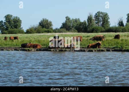 Europa, Niederlande, Rindfleisch stehen im Kanal und kühlen ab Stockfoto