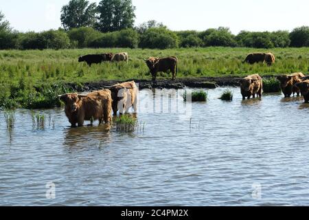 Europa, Niederlande, Rindfleisch stehen im Kanal und kühlen ab Stockfoto