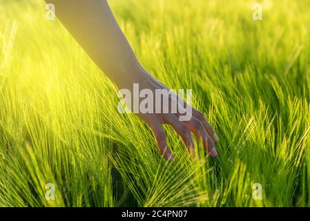 Frau Bauer Hand berühren Weizen im Frühjahr Feld