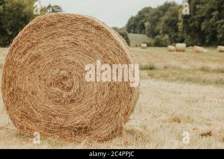 Auf einer gemähten Wiese liegen gepresste runde Heuballen Stockfoto