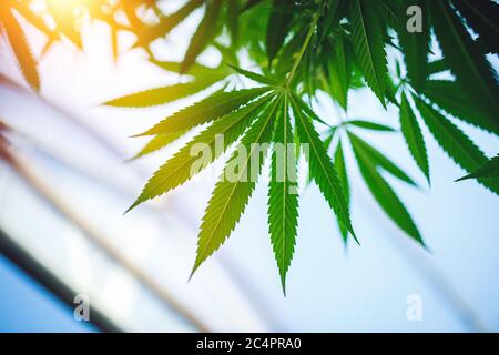 Junges Blatt Marihuana Pflanze Detail bei Sonnenuntergang. Selektiver Fokus. Geringe Schärfentiefe. Stockfoto