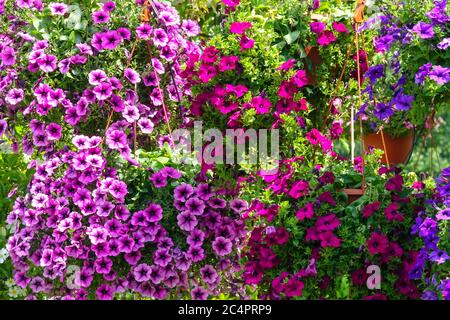 Purple Petunias surfinia in voller Blüte Stockfoto