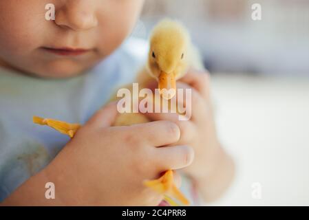 Kleines Mädchen hält ein gelbes Entlein in ihren Händen. Stockfoto