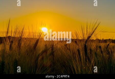 Bartgerste bei Sonnenaufgang in der Nähe von Flaxby, Harrogate, North Yorkshire. Es ist ein Mitglied der Grass-Familie, ist ein wichtiger Getreidekörner in gemäßigten angebaut Stockfoto