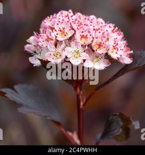 Gemeinsame (Physocarpus opulifolius ninebark), Nahaufnahme der Blüte Stockfoto