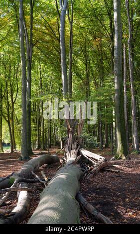 Waldlebenszyklus, Buchenwald mit frischen grünen und gefallenen Bäumen Stockfoto