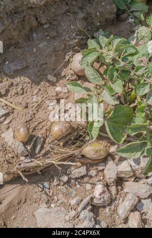 Kartoffeln / Kartoffelknollen nach Auswaschen der Pflanzen und Bodenerosion in Cornwall Kartoffelernte ausgesetzt. Für schlechtes Wetter, widrige Bedingungen, starke Regenfälle. Stockfoto