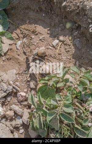 Kartoffeln / Kartoffelknollen nach Auswaschen der Pflanzen und Bodenerosion in Cornwall Kartoffelernte ausgesetzt. Für schlechtes Wetter, widrige Bedingungen, starke Regenfälle. Stockfoto