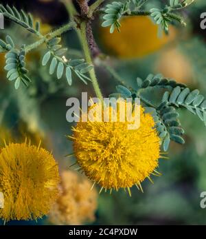 Blühend Süße Akazie, Vachellia farnesiana Stockfoto