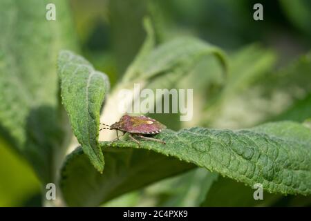 Schlehenkäfer (Dolycoris baccarum) auf einem grünen Blatt Stockfoto