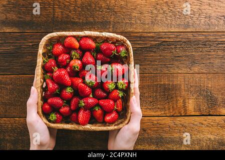 Frisch gepflückte Erdbeeren im Korb in weiblichen Händen. Draufsicht, Holztisch Hintergrund, rustikaler Stil Stockfoto