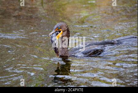 Kormoran mit Doppelcrestbesen (Phalacrocorax auritus) mit Wels... Everglades National Park ist ein Nationalpark im US-Bundesstaat Florida. Die großen Stockfoto