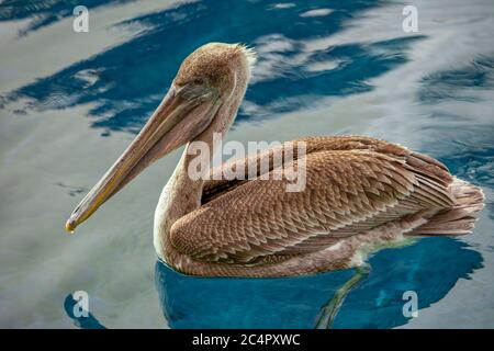 Brauner Pelikan (unreif); Pelecanus occidentalis Stockfoto