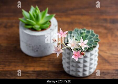 Saftige Pflanzen in Betonpflanzen Töpfen auf einem Holztisch. Saftige Blütenblüte Stockfoto