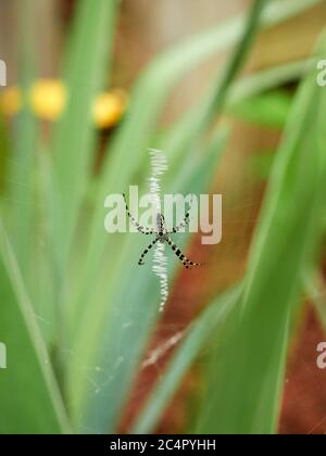 Argiope aurantia oder gelbe Gartenspinne, die in ihrem Netz in einem Hausgarten in Alabama, USA ruht. Stockfoto