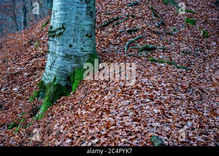 Im Spätherbst werden Waldbäume und gefallene Blätter auf dem Boden verpflanzt Stockfoto