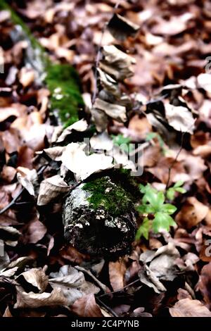 Im Spätherbst werden Waldbäume und gefallene Blätter auf dem Boden verpflanzt Stockfoto