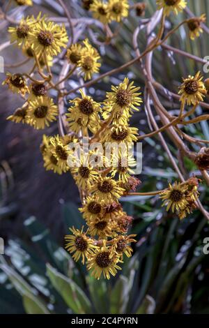 Die schönen gelben Blüten der exotischen Frailejon-Pflanze, gefangen im Hochland der Andenberge in Zentral-Kolumbien. Stockfoto