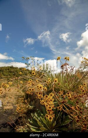Die schönen gelben Blüten der exotischen Frailejon-Pflanze, gefangen im Hochland der Andenberge in Zentral-Kolumbien. Stockfoto