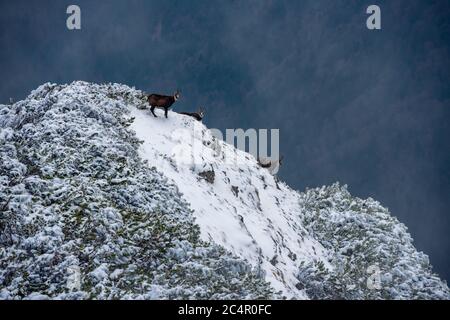 Schwarze Ziegen auf den schneebedeckten Klippen des Berges Stockfoto