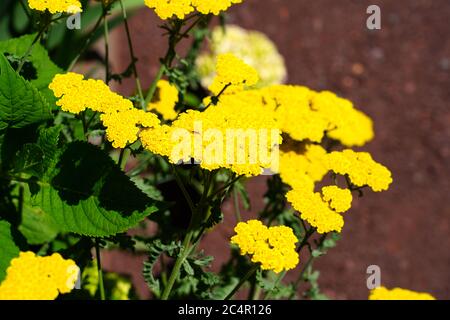 Gelbe Blumen von achillea moonshine Schafgarbe Pflanze Stockfoto