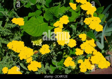 Gelbe Blumen von achillea moonshine Schafgarbe Pflanze Stockfoto