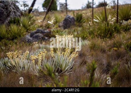 Das exotische Frailejon-Tal am Paramo von Teatinos, das die Laguna Verde umragt, im Hochland der Andenberge von Zentralkolumbium. Stockfoto