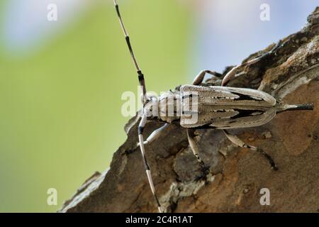 Kleiner Kiefer Borer (Acanthocinus nodosus) Käfer auf Baumrinde, weiblich. Eine Art von Longhorn Käfer, die von Kiefern in den Südost-Staaten ernährt. Stockfoto