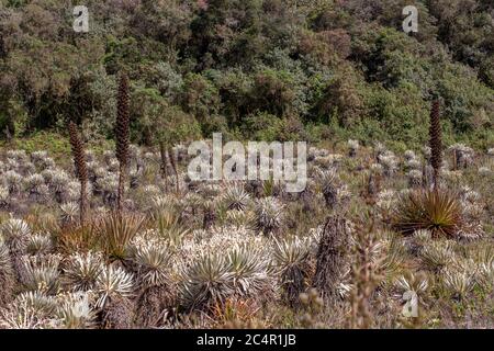 Das exotische Frailejon-Tal am Paramo von Teatinos, das die Laguna Verde umragt, im Hochland der Andenberge von Zentralkolumbium. Stockfoto