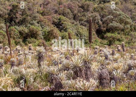 Das exotische Frailejon-Tal am Paramo von Teatinos, das die Laguna Verde umragt, im Hochland der Andenberge von Zentralkolumbium. Stockfoto