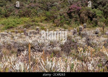 Das exotische Frailejon-Tal am Paramo von Teatinos, das die Laguna Verde umragt, im Hochland der Andenberge von Zentralkolumbium. Stockfoto