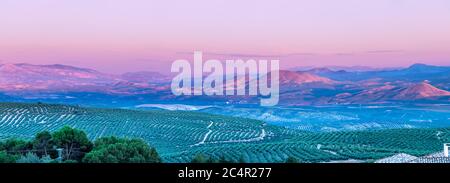 Blick bei Sonnenuntergang auf Olivenbaumfelder mit Cazorla-Bergen im Hintergrund in Baeza Dorf, Jaen, Andalusien, Spanien Stockfoto