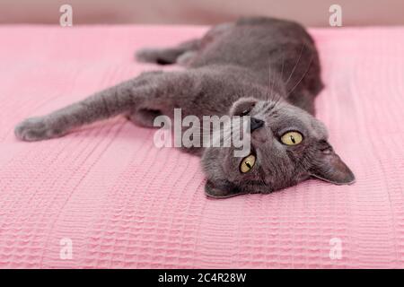 Katze entspannt auf der Couch. Russische blaue Katze auf dem Sofa entspannen Stockfoto