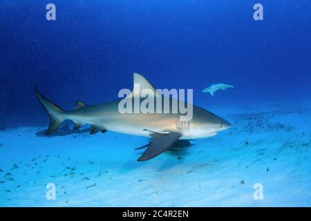 Bullenhai (Carcharhinus leucas) über Sandy Bottom. Bimini, Bahamas Stockfoto