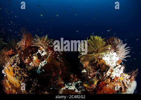 Feather Stars am Coral Reef in Raja Ampat. West Papua, Indonesien Stockfoto