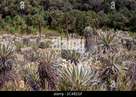 Das exotische Frailejon-Tal am Paramo von Teatinos, das die Laguna Verde umragt, im Hochland der Andenberge von Zentralkolumbium. Stockfoto