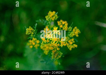 Gelbe Blüten mit Ragwurz. Bekannt als jacobaea vulgaris oder Senecio jacobaea, ist eine sehr häufige Wildblume. Ragwürze wird als giftig und schädlich eingestuft Stockfoto