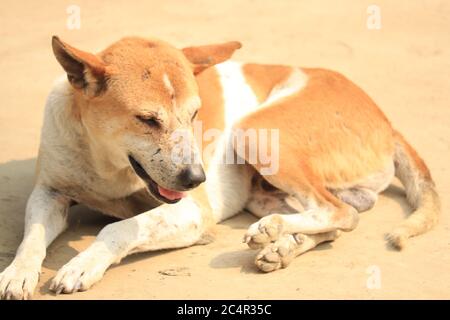 Ein Haushund in brauner Farbe sitzt in der Sonne Stockfoto