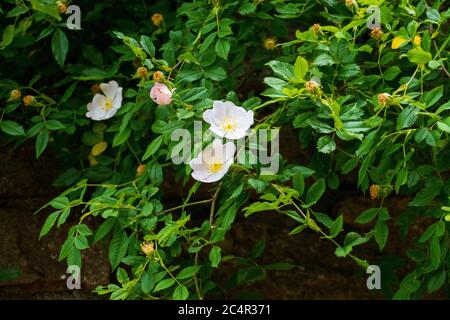 Hagebutten Blüten, Wild Rose mit Knospen in weiß, gelb Stockfoto