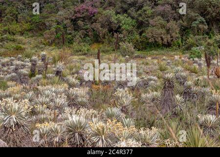 Das exotische Frailejon-Tal am Paramo von Teatinos, das die Laguna Verde umragt, im Hochland der Andenberge von Zentralkolumbium. Stockfoto