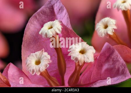 Bougainvillea Blume Nahaufnahme Stockfoto