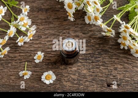 Eine Flasche Kräutertinktur mit frisch blühender Feverfew-Pflanze Stockfoto