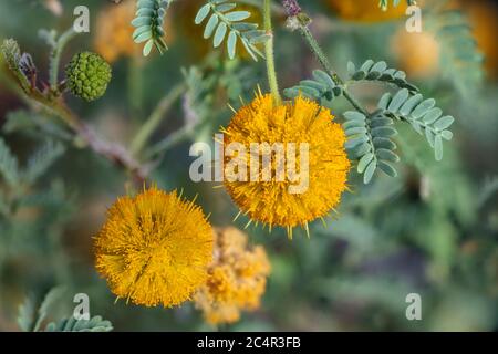 Blühend Süße Akazie, Vachellia farnesiana Stockfoto