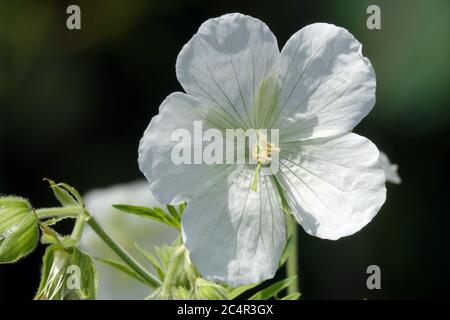 Weiße Kranesbil Geranium pratense Alba Blume Stockfoto