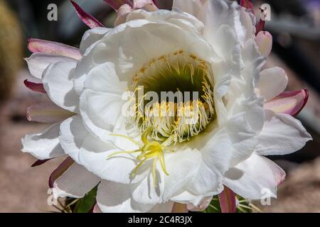 Big Bertha Cactus Bloom, Tricocereus Stockfoto